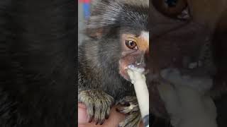 Goat Milk Mixed With Special Marmoset Food #petmonkey #fingermonkey