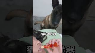 自己拿了害怕 敌人拿了更害怕的武器 马犬 狗狗