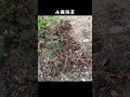 【plants】五種路邊你常見的雜草ep.1 shorts