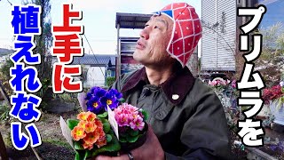 それなら僕に任せて下さい！【園芸超人カーメン君】【プリムラジュリアン】