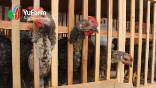 ISTIMEWA !! YUFARM, peternakan ayam kampung terintegrasi, sehat bergizi, ramah lingkungan