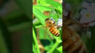 Honeybee Hard at Work Collecting Nectar 🐝