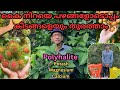 വിളവ് കൂടും,കീടങ്ങൾ ഓടും ഈ വള പ്രയോഗത്തിലൂടെ#plants#fertilization#npk#foliar#blooming#pest control