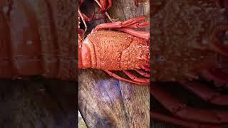 Let’s prep a whole lobster 🦞 #cooking #lobster #fyp #shorts #food #foryou #yum #hungry