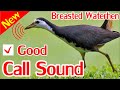 Breasted Water Hen Hunting Call, How to catch breasted water hen by speaker sound.