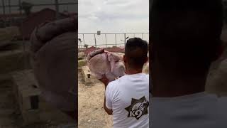 The biggest chicken feeding for Lion