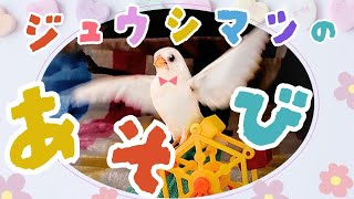 【小鳥の遊び】ジュウシマツの遊び方とバードトイの紹介！飼いやすい小鳥の十姉妹の育て方です。バードフォージングの観覧車♪ Society finch Bengalese Finch, bird