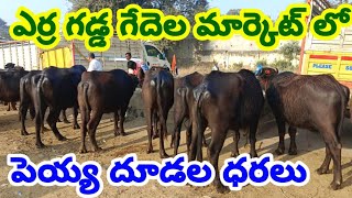 erragadda Buffoles market 19 1 2025 ఎర్ర గడ్డ గేదెల సంత ముర్ర గేదెల మార్కెట్ ప్రతి ఆదివారం