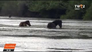 Insula Ostrov, paradisul păsărilor și cailor sălbatici