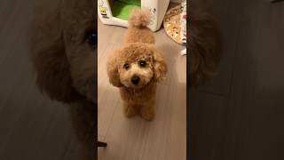 ワンコあるある？🤣 #トイプードル生活 #トイプードル子犬 #犬がいる暮らし #poodlelife #toypoodle #かわいい #toypoodles #犬との暮らし #dogvlog