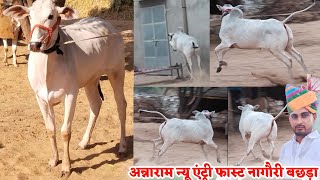 beautiful Nagori bachada.nagori bail.nagori bachada race .ox race mp‎@Pat pratiyogita Ox race MP 