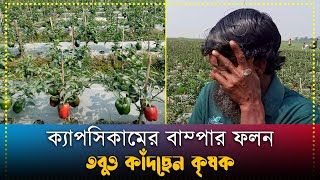 ক্যাপসিকামের বাম্পার ফলন, তবুও কাঁদছেন কৃষক। Camerar Chokh