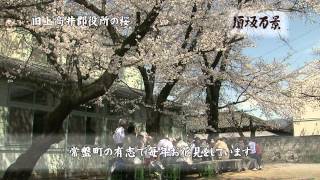 私が選ぶ須坂百景♯011 旧上高井郡役所の桜