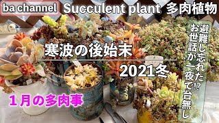 170{多肉植物} 寒波の後始末❄避難し忘れて一夜で凍った葉挿しや寄せ植えSucculent