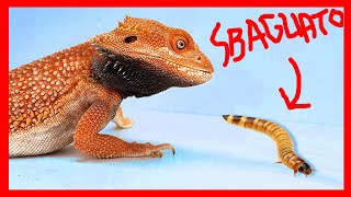 Guida alla cura Pogona - Come tenere un Drago Barbuto