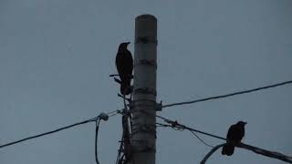 Ｄ0467　ビビリ＆カシコ（ハシボソガラス）Bibiri \u0026 Kashiko (Wild Carrion Crow)