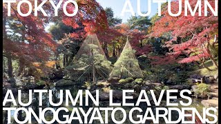 Tonogayato Gardens - Autumn Leaves Viewing (November - Tokyo in 12 months)