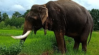 พลายหม่ํา แชแนล Youtube (Thailand's elephant compartment)พ่อใหญ่ออกกำลังกาย