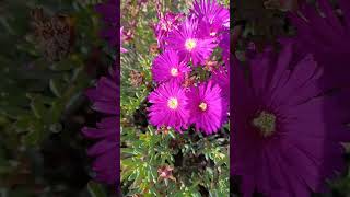 Lampranthus spectabilis - Las plantas de Teresa