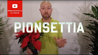 All you need to know about Poinsettia a Popular Christmas flower