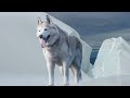 15 interesting facts about wolves in a documentary taste