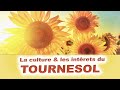 🌻🌻 Tout savoir sur la Culture des tournesols et ses intérêts dans le Jardin en Permaculture 🌻🌻