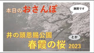 春霞（かすみ）の桜・井の頭恩賜公園・本日のおっさんぽ