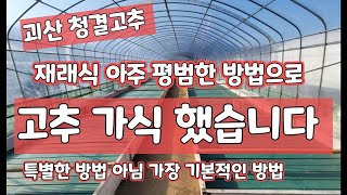 고추 모종키우기 가식 이식 고추 육묘장 트레인 전열선 적정온도 [고추재배방법]