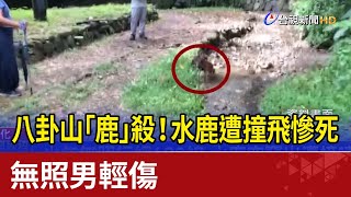 八卦山「鹿」殺！水鹿遭撞飛慘死 無照男輕傷