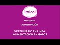 ALIMENTACIÓN - Veterinario en línea: alimentación en gatos