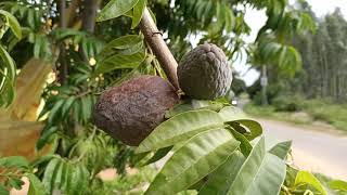 Hanuman Phala Fruit | Red Custard Apple | ಹನುಮಾನ್ ಫಲ