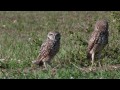 Owls of Florida