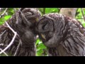Owls of Florida