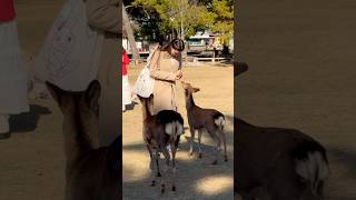 鹿に愛情たっぷりの外国人観光客🫎奈良公園 Nara Park deer 🦌 japan