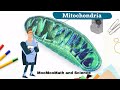 What happens in the mitochondria ?