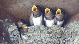 ツバメ　もうすぐ巣立ち　ご飯のおねだり 　鳴き声 Swallow soon leaving the nest