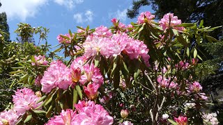 右平花園の里