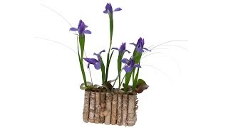 Iris Care and Handling