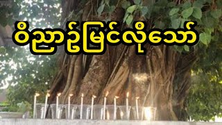 ဝိညာဥ်မြင်လိုပါက ေညာင်ပင်ကြီးအောက်မှာတွေ့တတ်တဲ့. . .