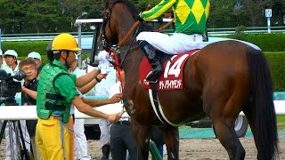 現地映像、汗をかくサトノダイヤモンド 神戸新聞杯輪乗り