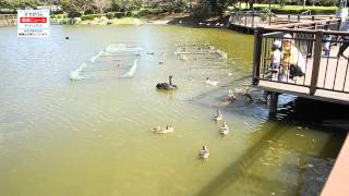 袖ケ浦公園　　　　　　　　そでがうら 動画 ニュース チャンネル