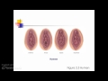 Female Anatomy for Voice over PowerPoint Female Anatomy for Voice over PowerPoint