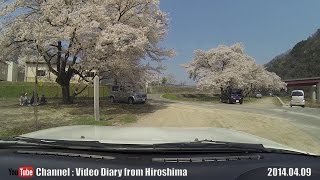 2014 広島桜巡り Part07 戸河内IC側 花見ドライブ (Sakura tour Togouchi IC side,Cherry-blossom viewing drive)