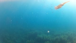 （水中映像）アオリイカをエギングで狙っていたら・・・