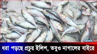 সাধারণের নাগালের বাইরে ইলিশ মাছ | Hilsha Price | News24