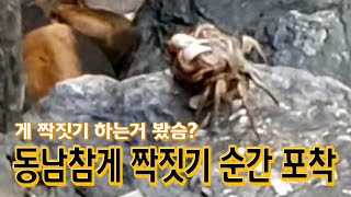 게 짝짓기 하는거 봤슴?