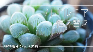 ハオルチアの植え替え【楽天ビスタさんで購入/Haworthia】