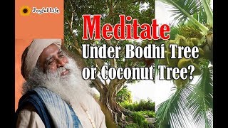 Meditate under bodhi tree or coconut tree? sadhguru shares fun moment in Australia