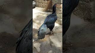 Top Quality Madrasi Female 🐓🐓 #madrasi #murga #aseel 9608821785