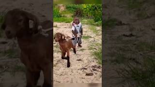 goat and monkey friend #viral #animalshome #funny #shorts